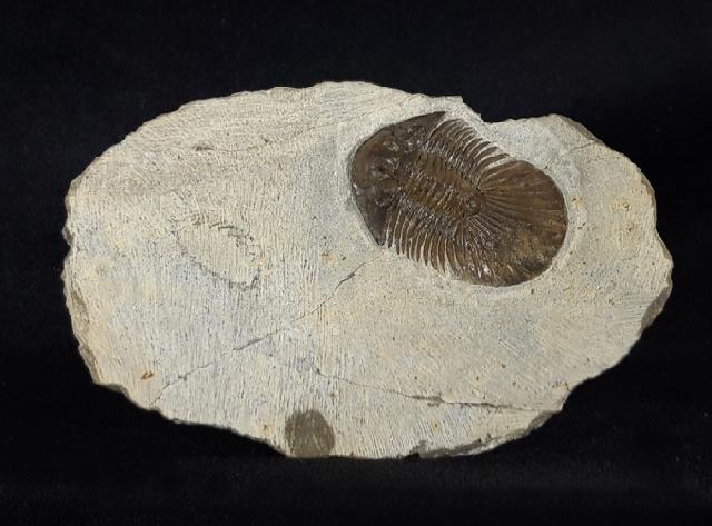 Scabriscutellum hammadi CHATTERTON et al. 2006 - Bild &copy; FossNet FossilienStore